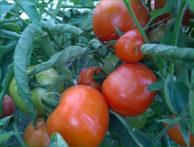 Урожайный томат марьина роща для выращивания в теплице