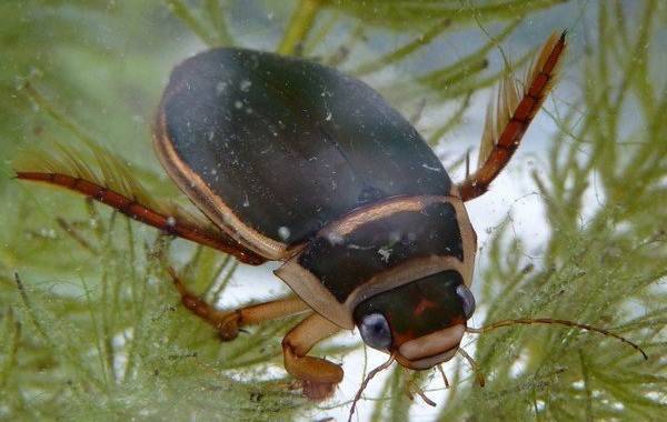 Плавунец широчайший — самый крупный и редкий жук в водоемах россии