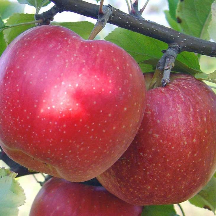 Выбираем лучшие сорта яблонь для Подмосковья