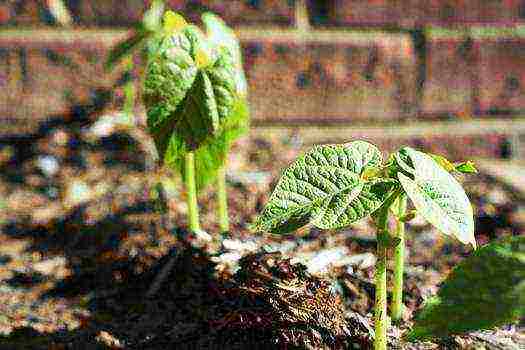 Фасоль стручковая: выращивание и уход