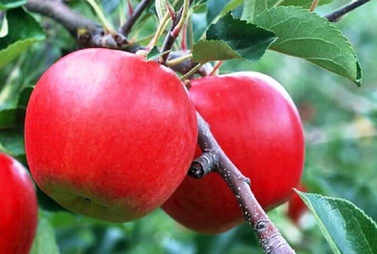 Описание сорта яблони беркутовское