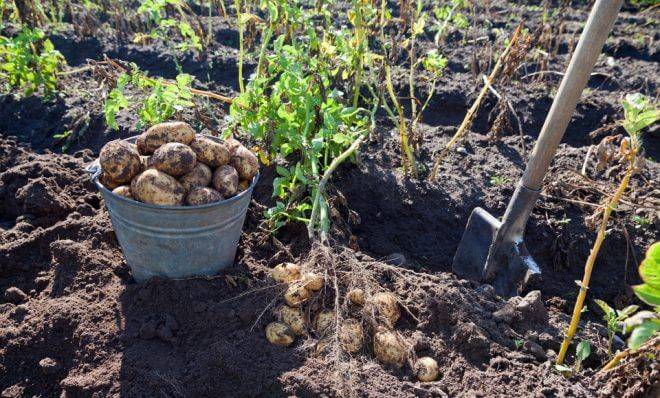 Внекорневая подкормка картофеля химическими удобрениями и органикой