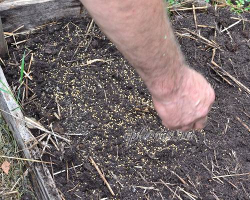 Горчица — как удобрение для почвы