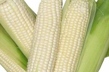 Учимся ухаживать за кукурузой в условиях открытого грунта