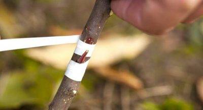 Прививка деревьев весной, способы прививки плодовых деревьев для начинающих