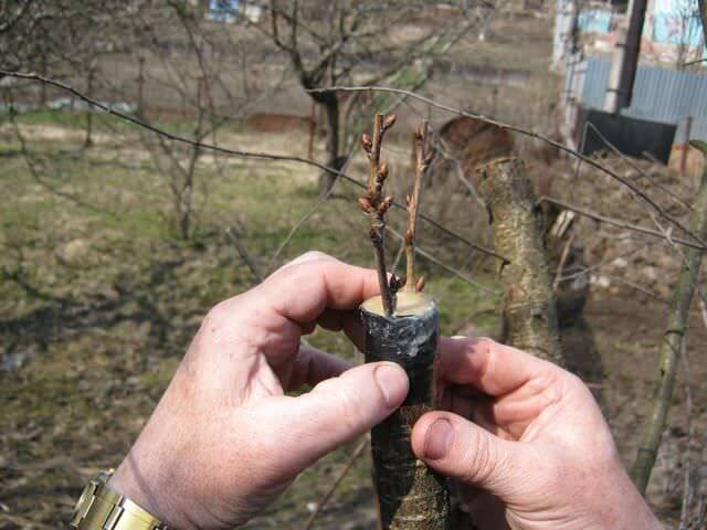 Самостоятельная прививка садовых деревьев весной
