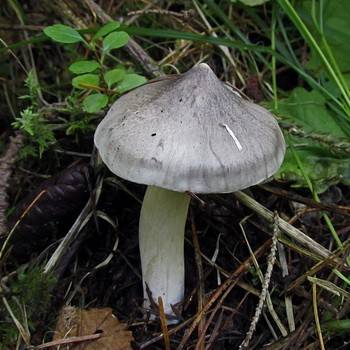 Виды и названия грибов с картинками