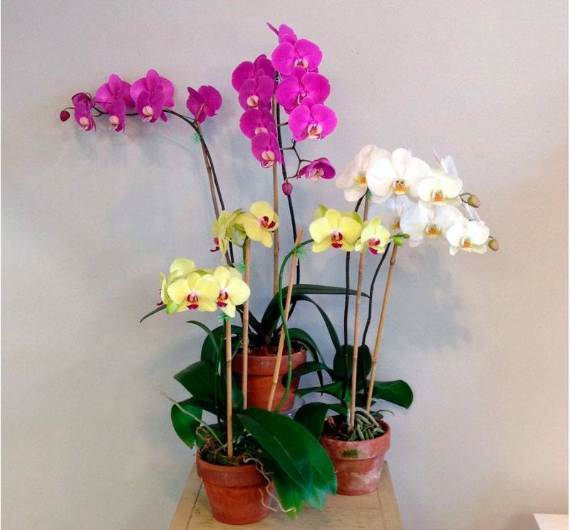 Правильная пересадка орхидеи фаленопсис после покупки: как и когда можно?