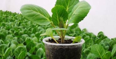 Как вырастить стевию из семян дома: секреты посадки и ухода, советы по подготовке