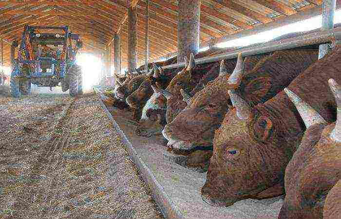 С чего начать разведение бычков на мясо, как бизнес? особенности и организация дела