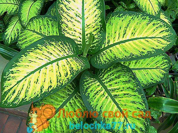 Комнатное растение диффенбахия: уход в домашних условиях, полив, пересадка, обрезка и температура содержания лиственной культуры