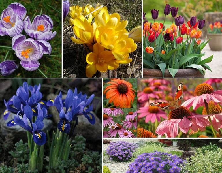 Как посадить клумбы цветущие все лето: лучшие цветы с фото