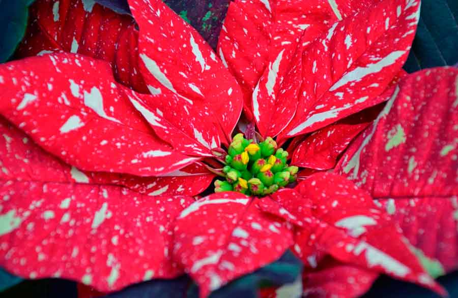 Рождественский цветок пуансетия: уход в домашних условиях