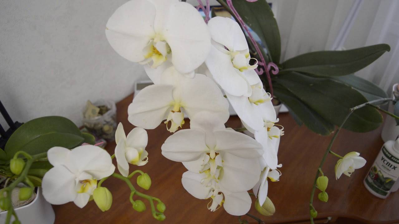 Правила подбора грунта при выращивании орхидеи фаленопсис. как сделать субстрат самому?