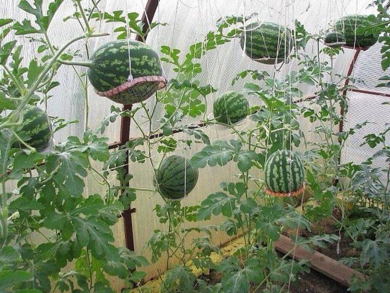 Как вырастить арбуз на даче в средней полосе: личный опыт
