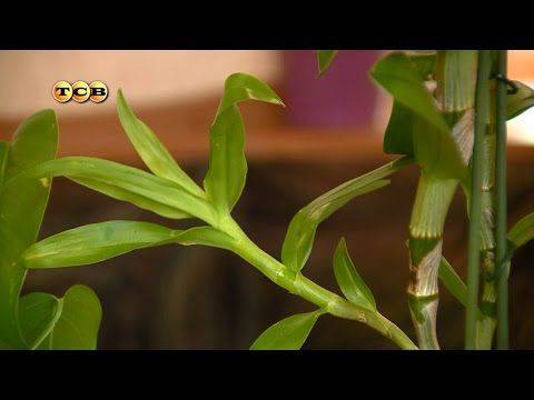 Качественный уход за орхидеей дендробиум после цветения в домашних условиях
