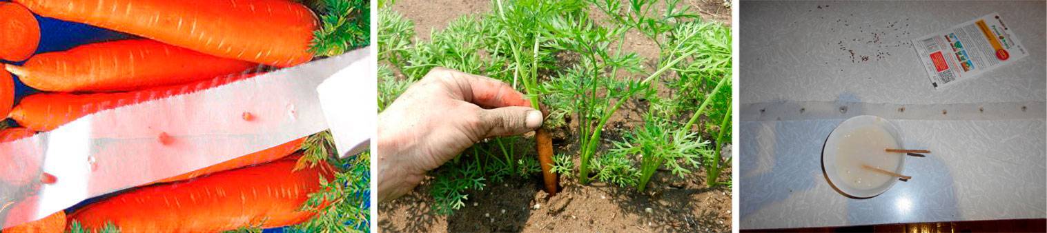 Прорывание моркови на грядке. чем, когда и как проредить ростки корнеплода?
