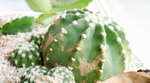 Профилактика и борьба с болезнями и вредителями кактусов