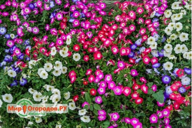 41 лучший сорт петунии: цветущий сад с весны и до заморозков (фото)