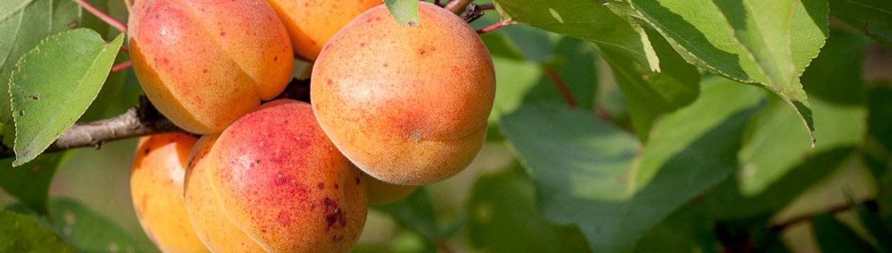 Лучшие средства для борьбы с тлей на персике