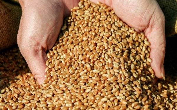Протравливание семян озимой пшеницы перед посевом