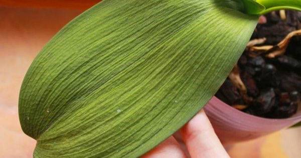 Советы, как восстановить тургор листьев у орхидеи фаленопсис