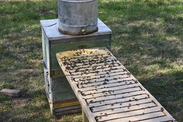 Всё о пчеловодстве для начинающих: с чего начать будущему пчеловоду