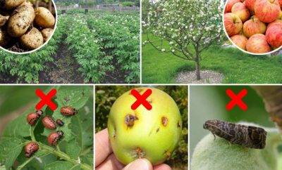 Борьба с лишайником на яблоне — эффективные средства