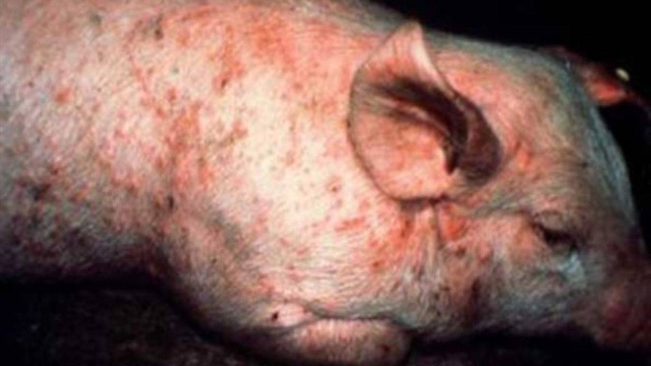Что проколоть поросенку от рожи. рожа свиней — инфекционная болезнь, способная поразить даже человека. среди главных мер профилактики