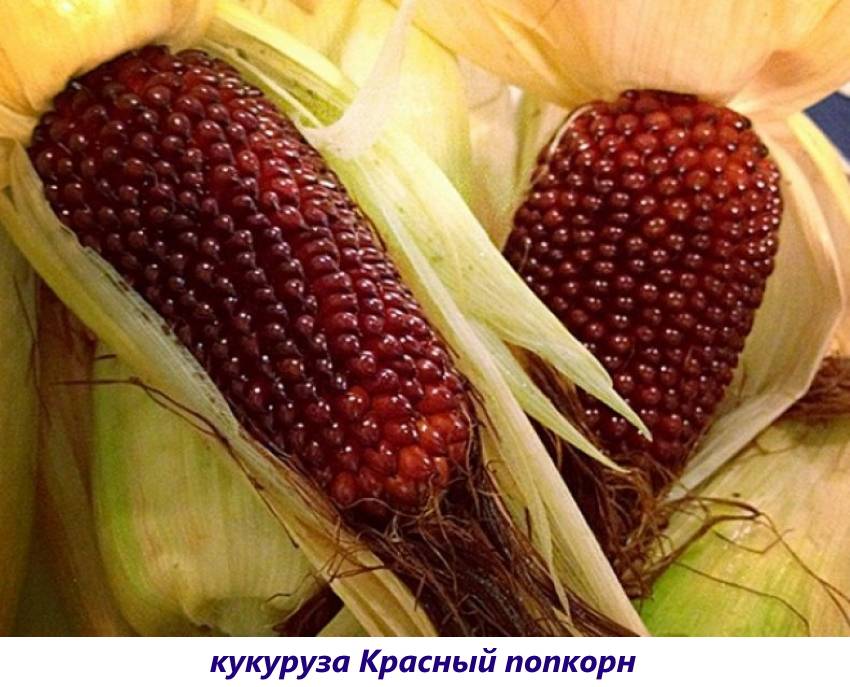 Названия 7 лучших сортов кукурузы для попкорна, особенности выращивания
