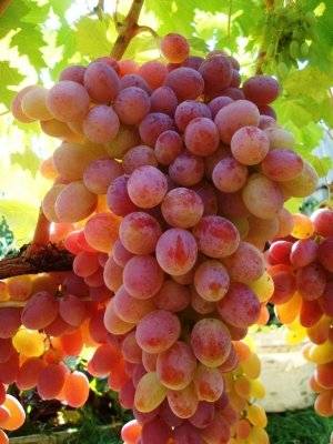 Новые и старые сорта винограда (часть 2)