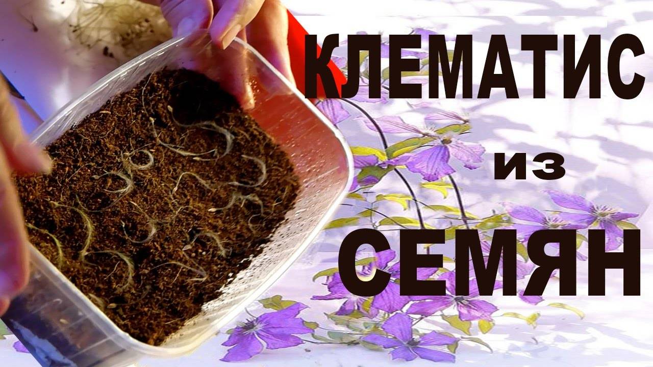 Размножение клематисов семенами: подсказки для новичков