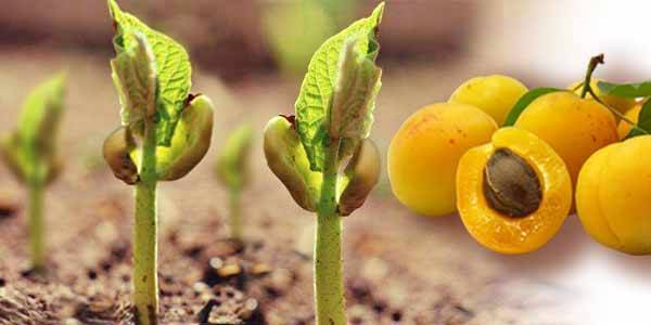 Как правильно посадить косточку абрикоса – самая важная информация