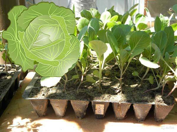 Посадка савойской капусты на рассаду и в открытый грунт: сроки посева