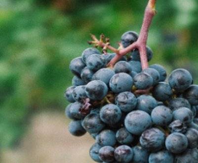 Чем болеет виноград после зимы и как его вылечить