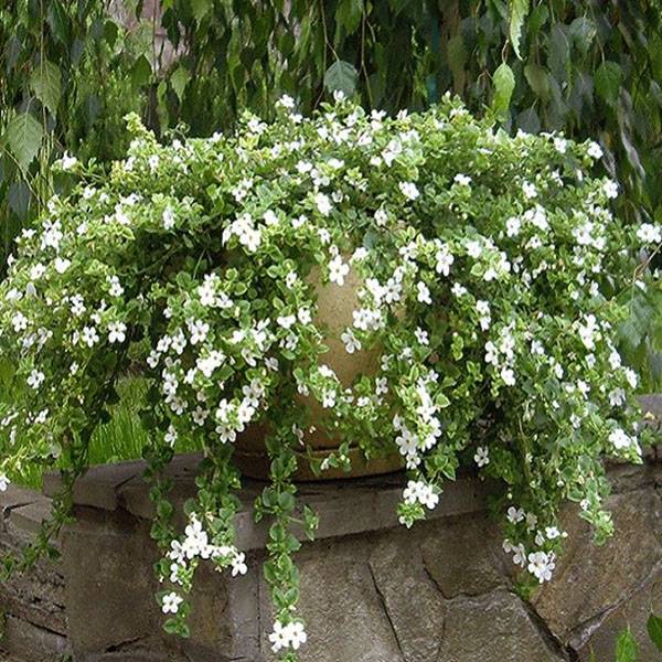 Белоснежная красавица для вашего дома и сада бакопа Сноутопия