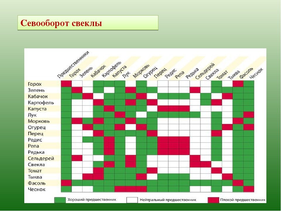 Севооборот овощных культур на дачном участке (таблица)