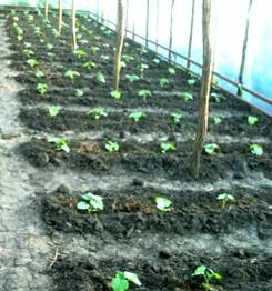 Как правильно посадить, выращивать и ухаживать за рассадой огурцов