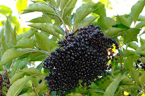 Бузина черная: «целебный самбук» — посадка, выращивание и уход, размножение