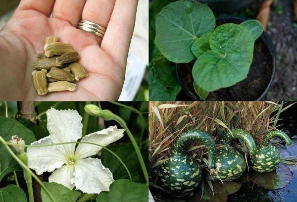 Особенности выращивания и использования декоративных сортов тыквы