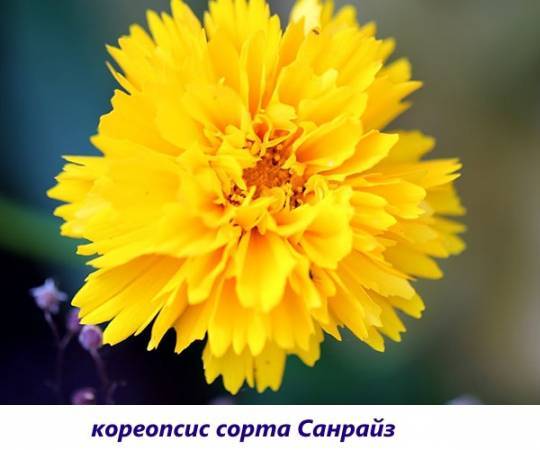 Кореопсис — цветок солнца