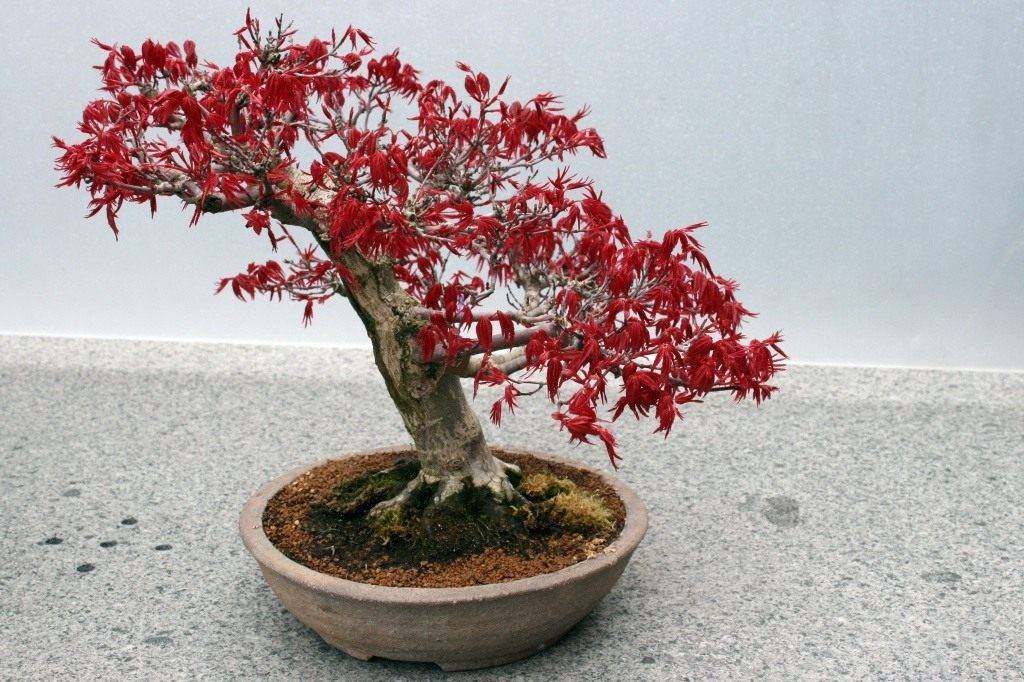 Как вырастить миниатюрное дерево в домашних условиях: все об искусстве бонсай