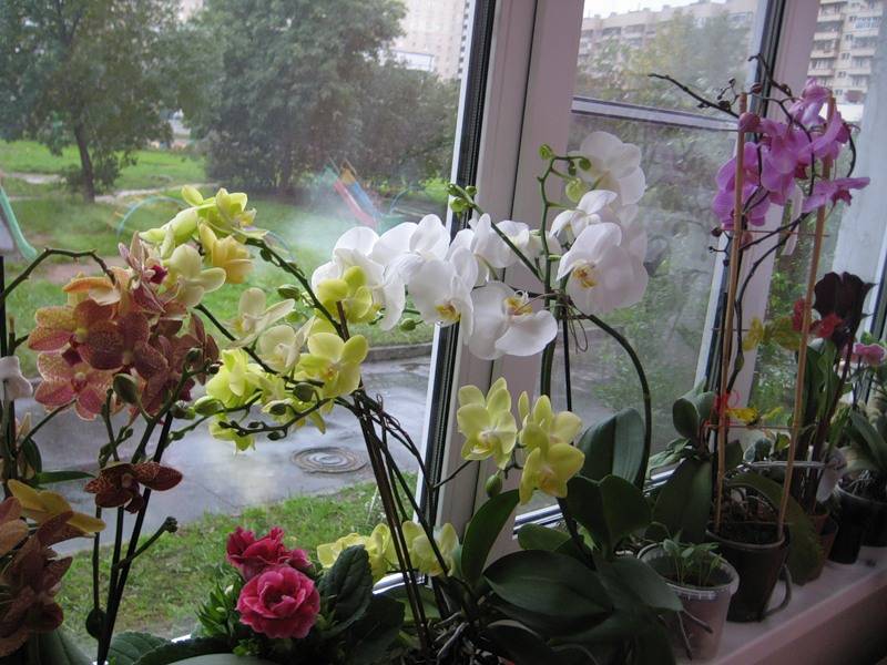 Узнайте, когда можно пересаживать орхидею, когда она цветет