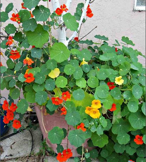 Настурция – незаменимое растение в саду с лианами