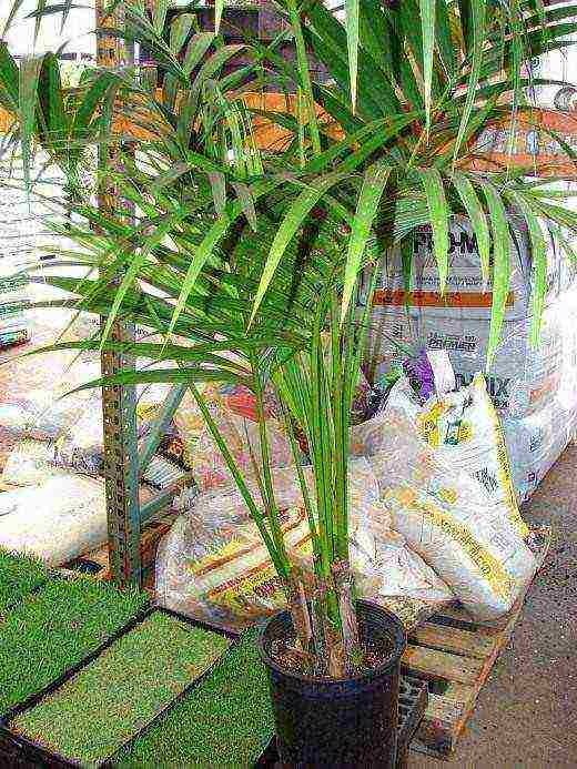Выращивание пальмы ховеи форстер в домашних условиях