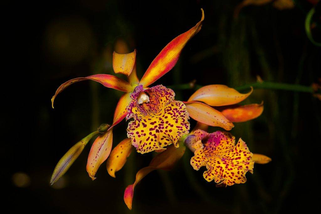 Что делать, если у орхидеи желтеют листья?