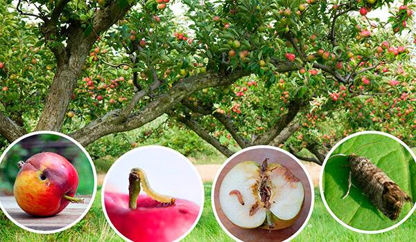 Вредители яблони и борьба с ними - народные и химические средства