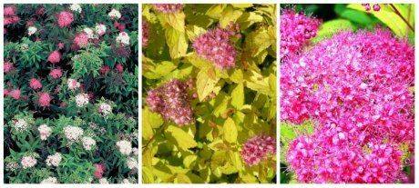 Лучшие сорта спиреи для участка с весенним и летним цветением