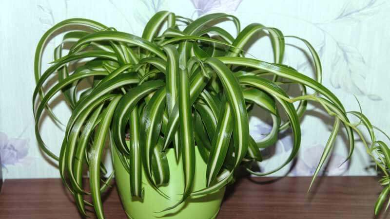 Идеальное растение хлорофитум хохлатый: уход в домашних условиях, фото, размножение
