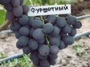 Виноград “фуршетный”: описание сорта, выращивание и уход